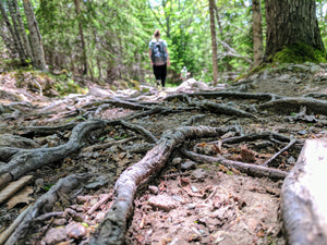 Image of a backpacker walking away out of focus, highlighting tree roots.